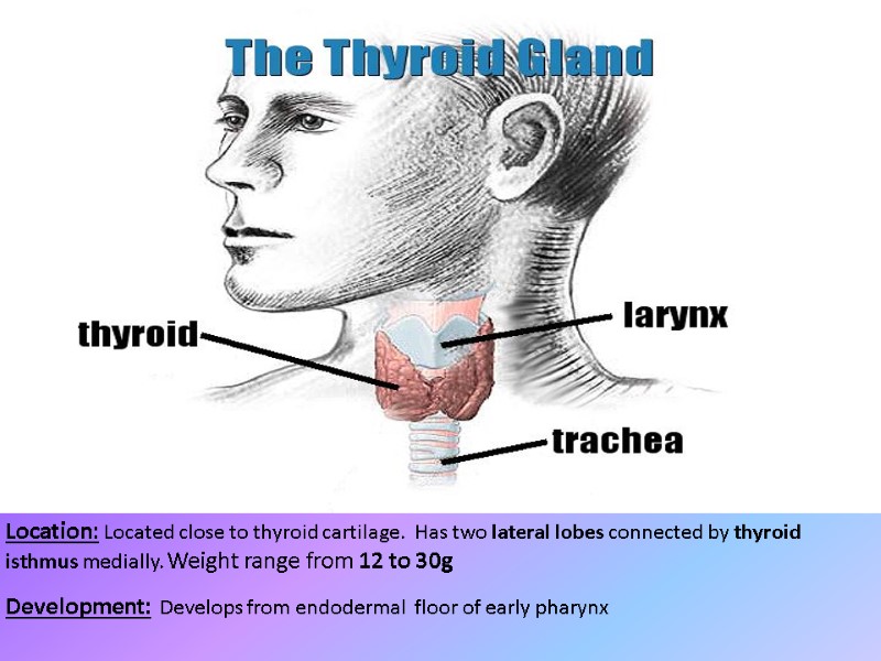 Location: Located close to thyroid cartilage.  Has two lateral lobes connected by thyroid